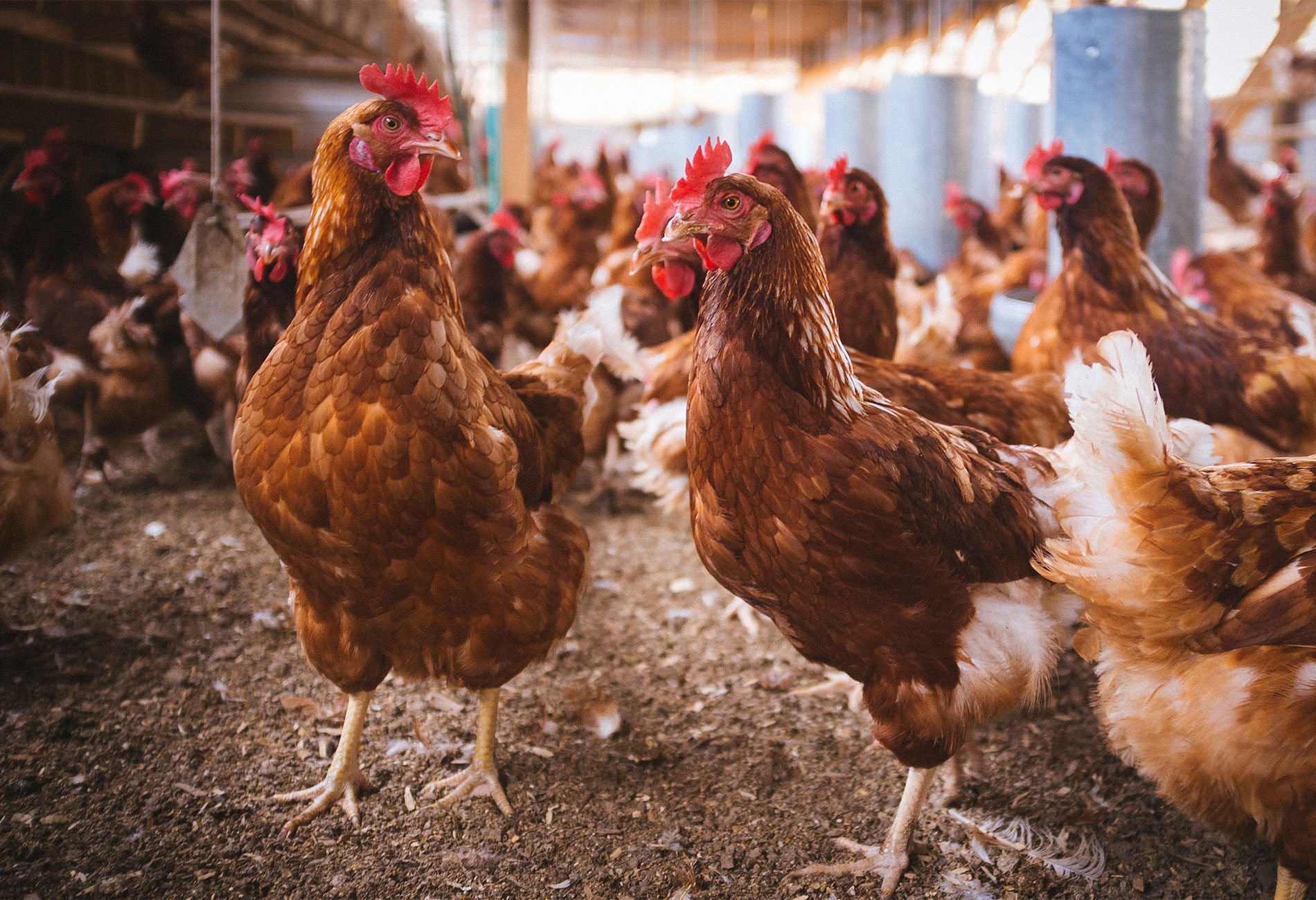 industrial-animal-protein-rendering-blood-fat-recovery