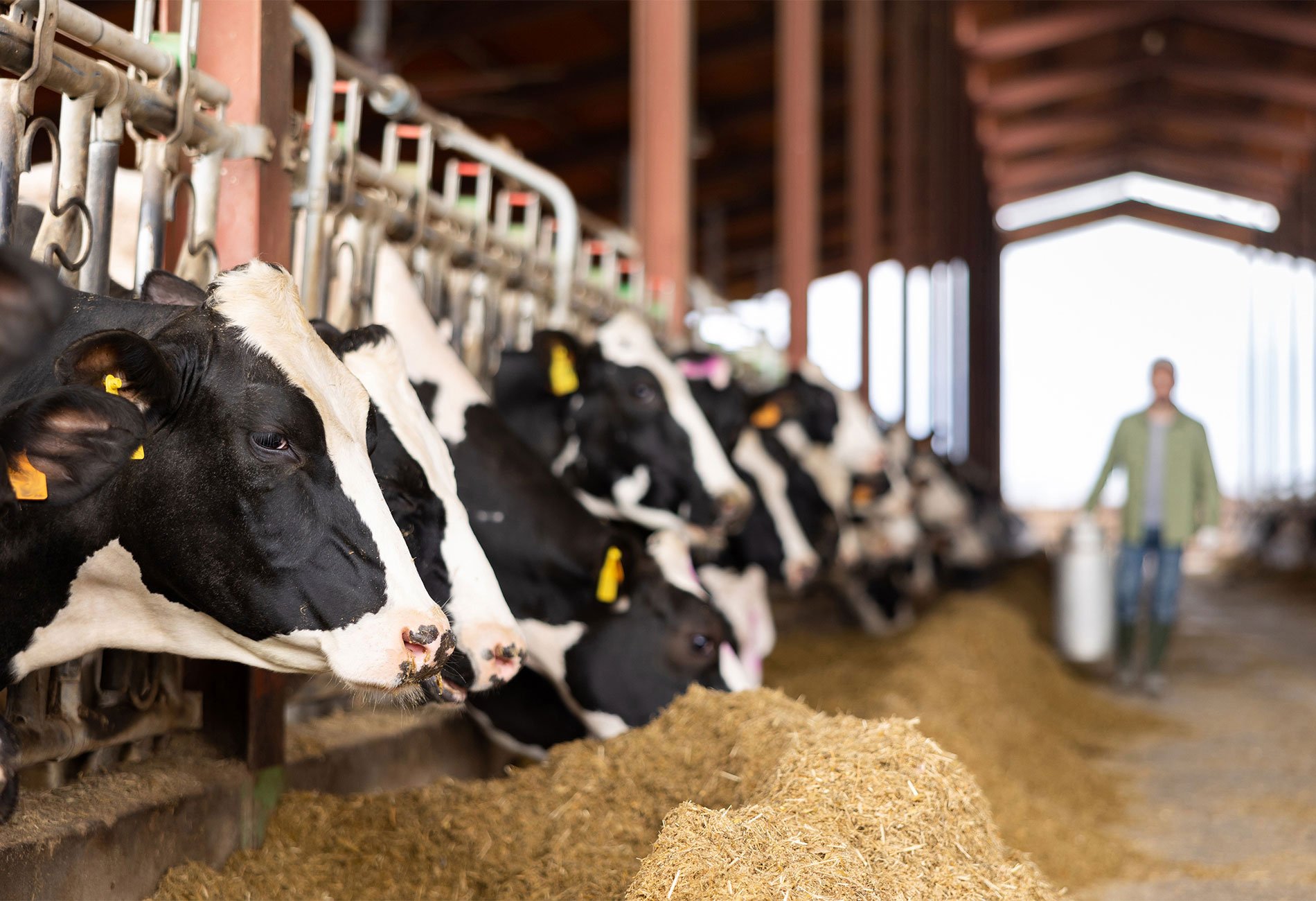 industrial-animal-waste-dairy-swine-poultry